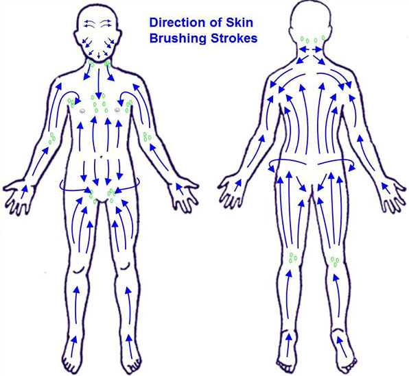 Lymph System Chart