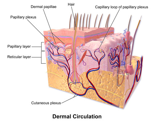 Dermal Circulation Diagram: How to Dry Brush for Circulation