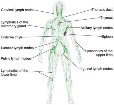 Map of Human Body Lymphatic System